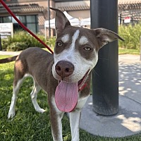 adopt a pet