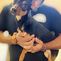 adopt a pet