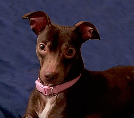 San Francisco Ca Miniature Pinscher Meet Bebe A Pet For Adoption