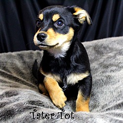 Thumbnail photo of Tater Tot~adopted! #1