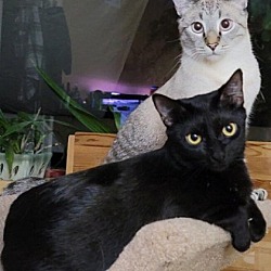 Thumbnail photo of Seshafi-Petsmart Foster Home #1