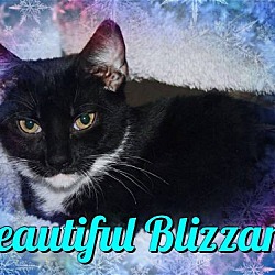 Thumbnail photo of Kittens- Precious Blizzard & Gale! #3
