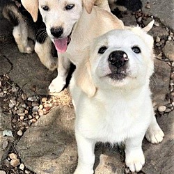Photo of 4 PUPPIES NEED FOSTER!!