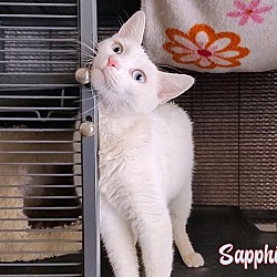 Thumbnail photo of Sapphire #2