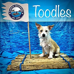 Thumbnail photo of Toodles #2