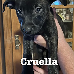 Thumbnail photo of CRUELLA #1