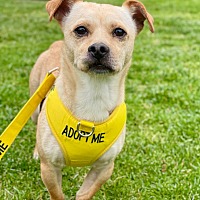 adopt a pet