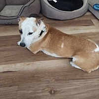 adopt-pet