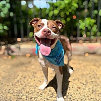 adopt a pet