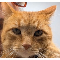adopt-pet