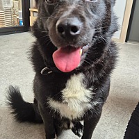 adopt-pet