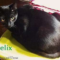 Thumbnail photo of Felix - Adopted December 2016 #1