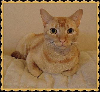 petsmart ear mite treatment for dogs