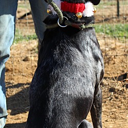 Thumbnail photo of Dixie Land Delight~adopted! #4