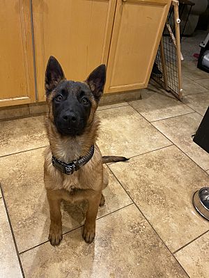 Las Vegas, NV - Belgian Malinois. Meet Harley a Pet for Adoption ...