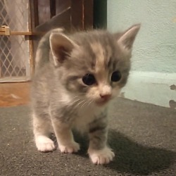 Photo of Kitten #³
