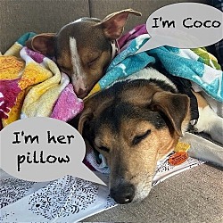 Thumbnail photo of Coco (NC) #3