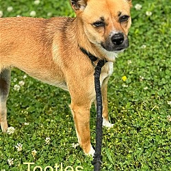 Photo of Tootles