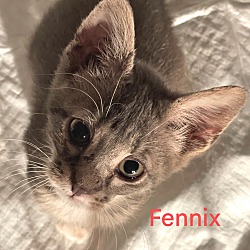 Photo of Fenix