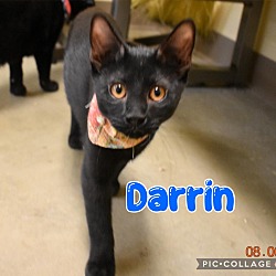 Thumbnail photo of Darrin #1