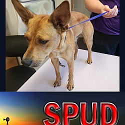 Thumbnail photo of Spud #2