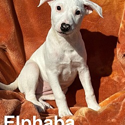 Thumbnail photo of Mama Glinda Pup - Elphaba #2