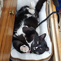 adopt a pet