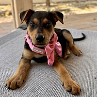 adopt a pet