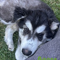 adopt a pet
