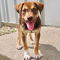 adopt a pet