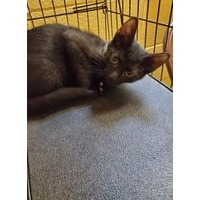 adopt-pet