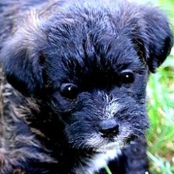 Thumbnail photo of COOPER(ADORABLE "SCHNOODLE"!! #1