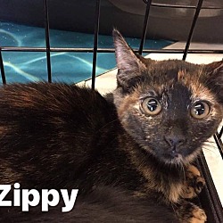 Thumbnail photo of Zippy #3
