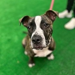 Photo of Chico