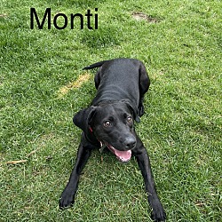 Photo of Monti