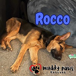 Thumbnail photo of Rocco (Courtesy Post) #2