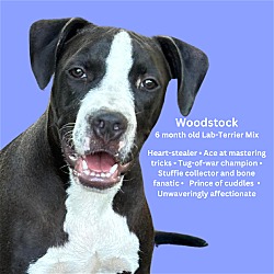 Photo of Woodstock-NEW-VIDEO