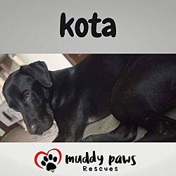 Thumbnail photo of Kota (Courtesy Post) #3