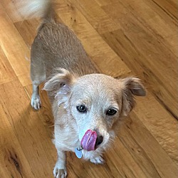 bonded pet photo