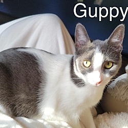 Thumbnail photo of Guppy #1