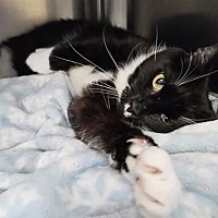 adopt a pet
