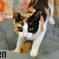 adopt a pet