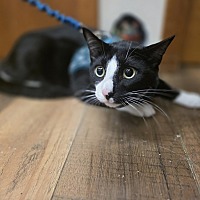adopt a pet