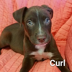 Photo of Curl