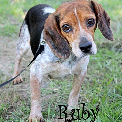 Thumbnail photo of Ruby~adopted! #2