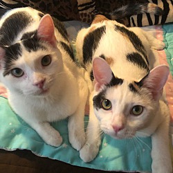 bonded pet photo