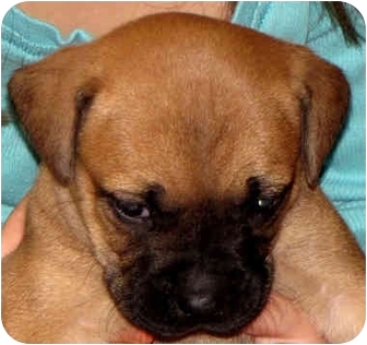 rottweiler boxer mix puppies for sale