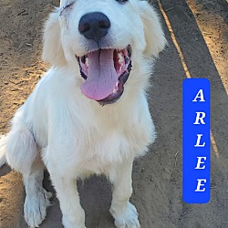 Thumbnail photo of ARLEE #2
