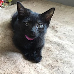 Photo of Kitten Pink