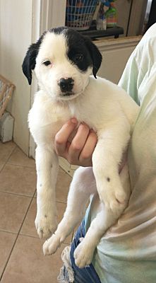 Middletown, NY - Great Pyrenees/Springer Spaniel. Meet Love a Pet for ...